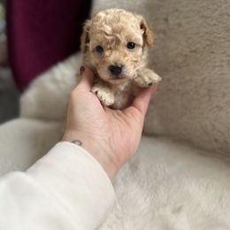Maltipoo and Poodle Puppies from Gem Puppies of Utah