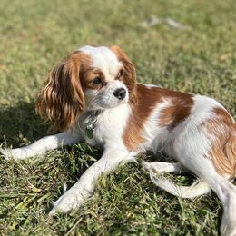 Louie - Cavalier King Charles Spaniel