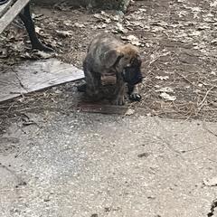 Boerboel Puppies from Divine Heir Boerboel