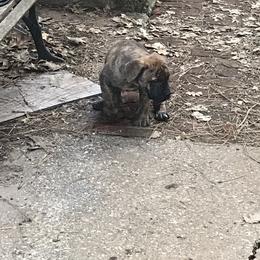 Boerboel Puppies from Divine Heir Boerboel