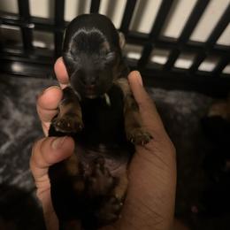 Slinky - Black and tan male Yorkipoo puppy in Gastonia, North Carolina from Precious pups dynasty kennel