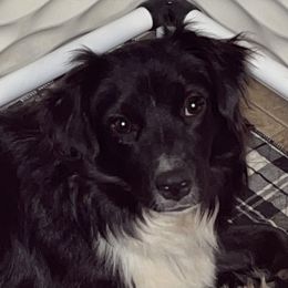Nova - Miniature Australian Shepherd