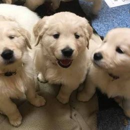 Golden Retriever and Labrador Retriever Puppies from Bear Pond Retrievers