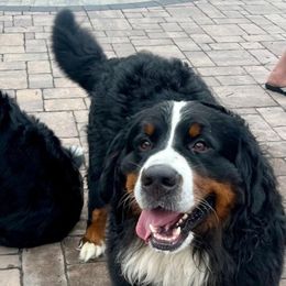 Bernese Mountain Dog puppies from Hudson Valley Berners
