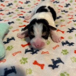 Bradley - Parti male Yorkshire Terrier puppy in Brandenburg, Kentucky from Lil Amazing Paws Yorkshire Terriers