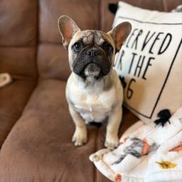 Peanut - Fawn and white female French Bulldog puppy in Norwood, North Carolina from Lakeside Frenchies