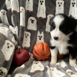 Miniature Australian Shepherd and Toy Australian Shepherd Puppies from Hotmess of Aussies