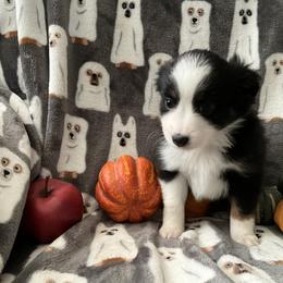 Miniature Australian Shepherd and Toy Australian Shepherd Puppies from Hotmess of Aussies