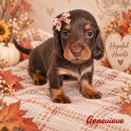 Joy-Genevieve - Chocolate and tan female Dachshund puppy in Riverton, Wyoming from Wild Rose Ridge Doxies
