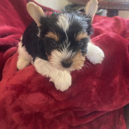 Biewer Terrier Puppies from Frantastic Biewers