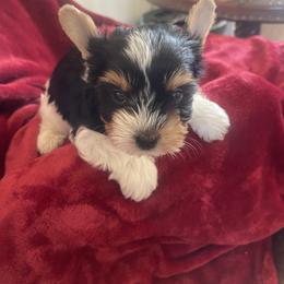 Biewer Terrier Puppies from Frantastic Biewers
