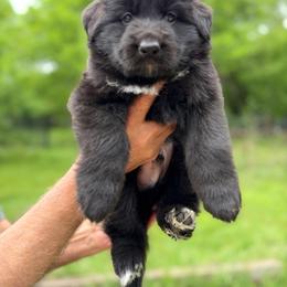 Female 4( female prices 2800 to 4000  on this litter) - Black female German Shepherd puppy in Dallas, Texas from Sam's Highest Quality Shepherds