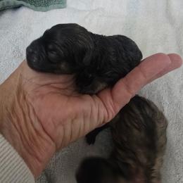 Alpha - Black male Pomsky puppy in Fallon, Nevada from Amazing High Desert Pomskys