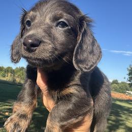 River - Blue and tan male Dachshund puppy in Bentonville, Arkansas from Boujee Buns Dachshunds