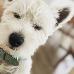 West Highland White Terrier Puppies from De Leon Westies