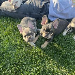 French Bulldog Puppies from Prestige French Bulldogs