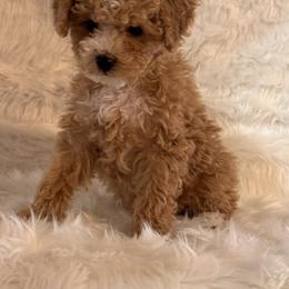 Lily - Apricot female Maltipoo puppy in Greenfield, Iowa from Sugar Plum Puppies