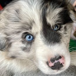 Border Collie Puppies from Aloha Border Collies