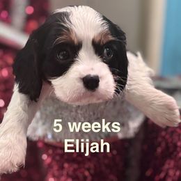 Sir Camelot (Elijah) - Tri-color male Cavalier King Charles Spaniel puppy in Broken Arrow, Oklahoma from Cavalier King Charles Heartland