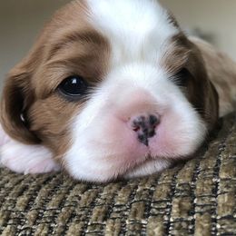 Cavalier King Charles Spaniels from Lowilani Cavaliers and English Toys (Charlies)