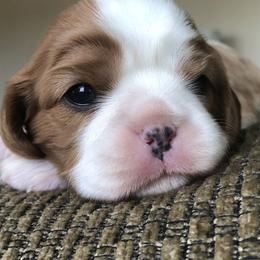 Cavalier King Charles Spaniels from Lowilani Cavaliers and English Toys (Charlies)