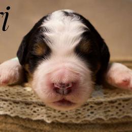 Kiri - Tri-color female Bernedoodle puppy in Palmetto Bay, Florida from SOMIDOODLES