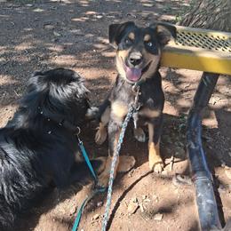 Griffon - Black male Australian Shepherd puppy in Sonoita, Arizona from Gardner Canyon Kennels