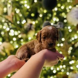 Boy 1 - Apricot male Goldendoodle puppy in Midland, Texas from Doodlealltheway
