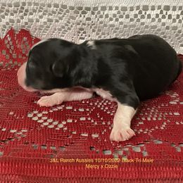 Boy 4 - Black Miniature Australian Shepherd puppy in Freeport, Texas from J&L Ranch Aussies