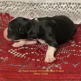Boy 4 - Black Miniature Australian Shepherd puppy in Freeport, Texas from J&L Ranch Aussies