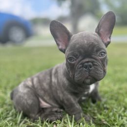 French Bulldogs from Tiny Besties