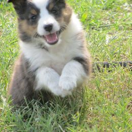 Shetland Sheepdog Puppies from September Morning Shelties