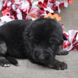 Orange Girl - Black and tan female German Shepherd puppy in Grants Pass, Oregon from Granville German Shepherds
