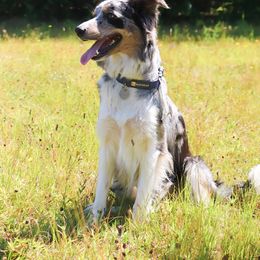 Tessa - Border Collie