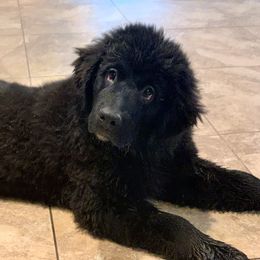 Newfoundland Puppies from Pete’s Newfies