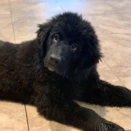 Newfoundland Puppies from Pete’s Newfies