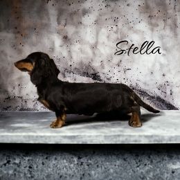 Stella - Dachshund