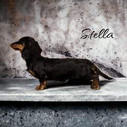 Stella - Dachshund