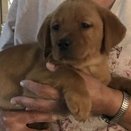 Havanese and Labrador Retriever Puppies from Hudson Valley Labradors and Havanese of Claverack