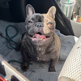 Tink - French Bulldog