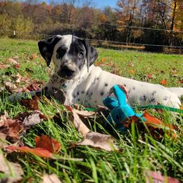 Pumpkin (LUA) - White and black male Dalmatian puppy in Grant, Michigan from Savannah Woltanski