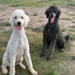 Poodles and Pudelpointers from Simply Southern Retrievers, LLC