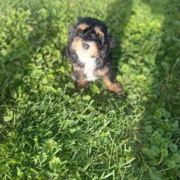 Bruce - Black and tan male Cavapoo puppy in Fayette County, Ohio from Happy Tails
