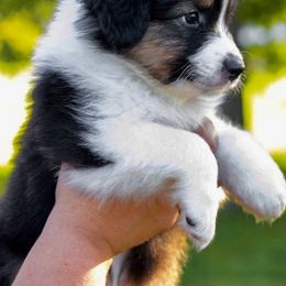 Vermont - Black tri-color male Australian Shepherd puppy in Hamilton, New Jersey from Birch Haus