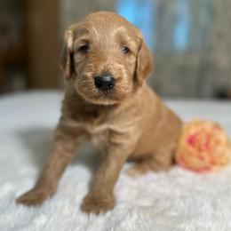 Basil - Phantom female Goldendoodle puppy in Osage City, Kansas from Golden Ridge Goldens