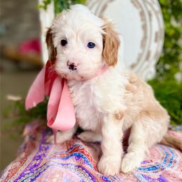 NOEL - Cream female Goldendoodle puppy in Mapleton, Utah from Natural Doodle Life