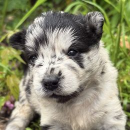 Penelope - Merle female Pomsky puppy in Ravena, New York from Osiris’s Siberians & Pomskies