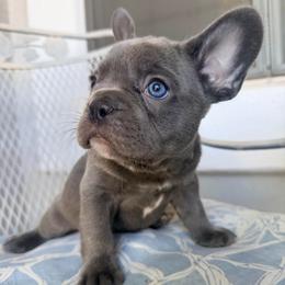 Ash - Blue male French Bulldog puppy in Peoria, Arizona from A Quality French Bulldogs AZ