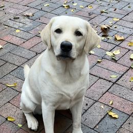 Aspen - Labrador Retriever