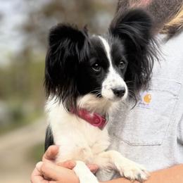 Sally - White and black female Papillon puppy in Blue Ridge, Georgia from Butterfly Ridge